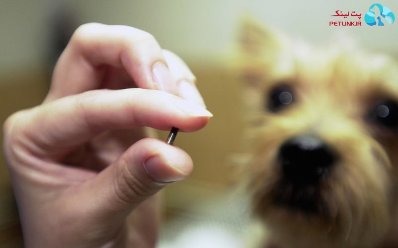 میکروچیپ حیوانات چیست؟