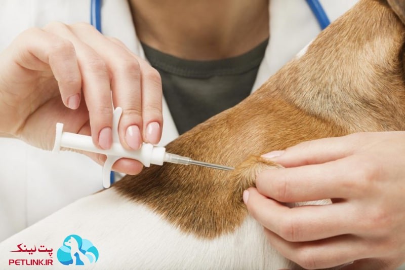 کاربرد میکروچیپ سگ