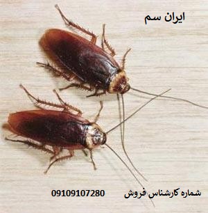 بهترین سم براس سوسکهای فاضلابی ریونج میباشد