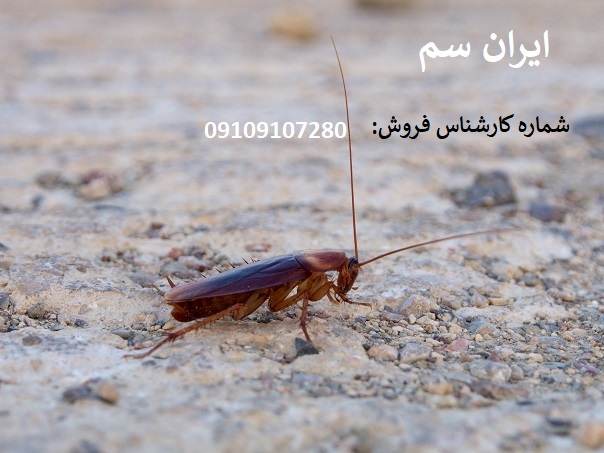 بهترین سم برای سوسک ها در شرکت ایران سم