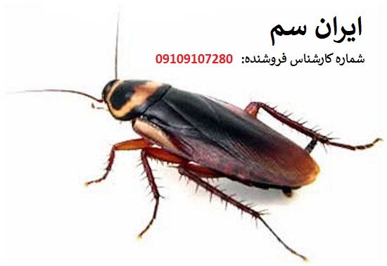 سم ریپلزال بهترین سم برای سوسکها