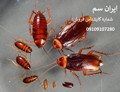 بهترین سم اصل آلمانی برای سوسکها