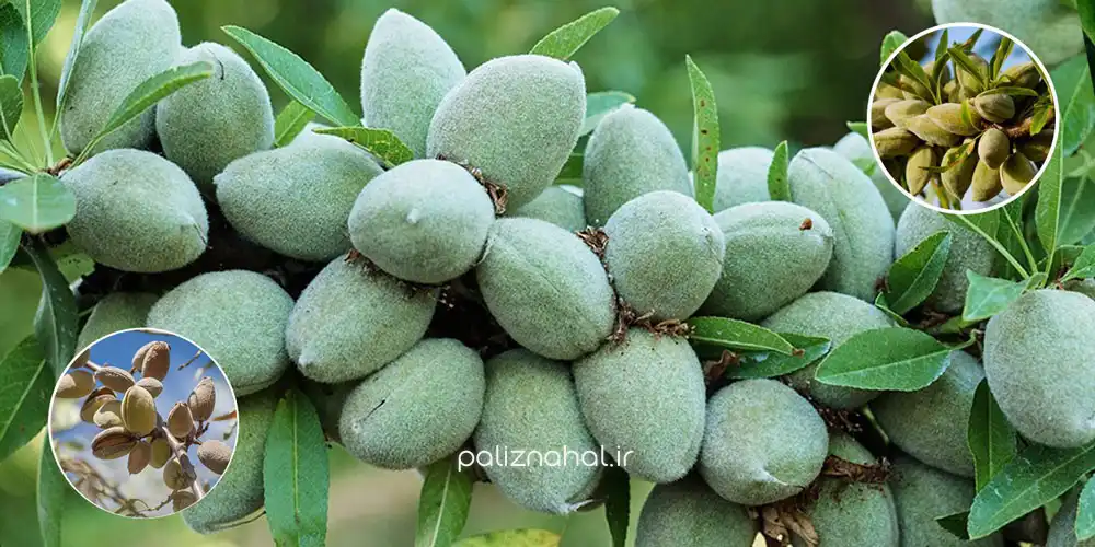 خرید نهال بادام دیرگل برای شرایط آب و هوایی سردسیر خرید نهال بادام دیرگل برای شرایط آب و هوایی سردسیر